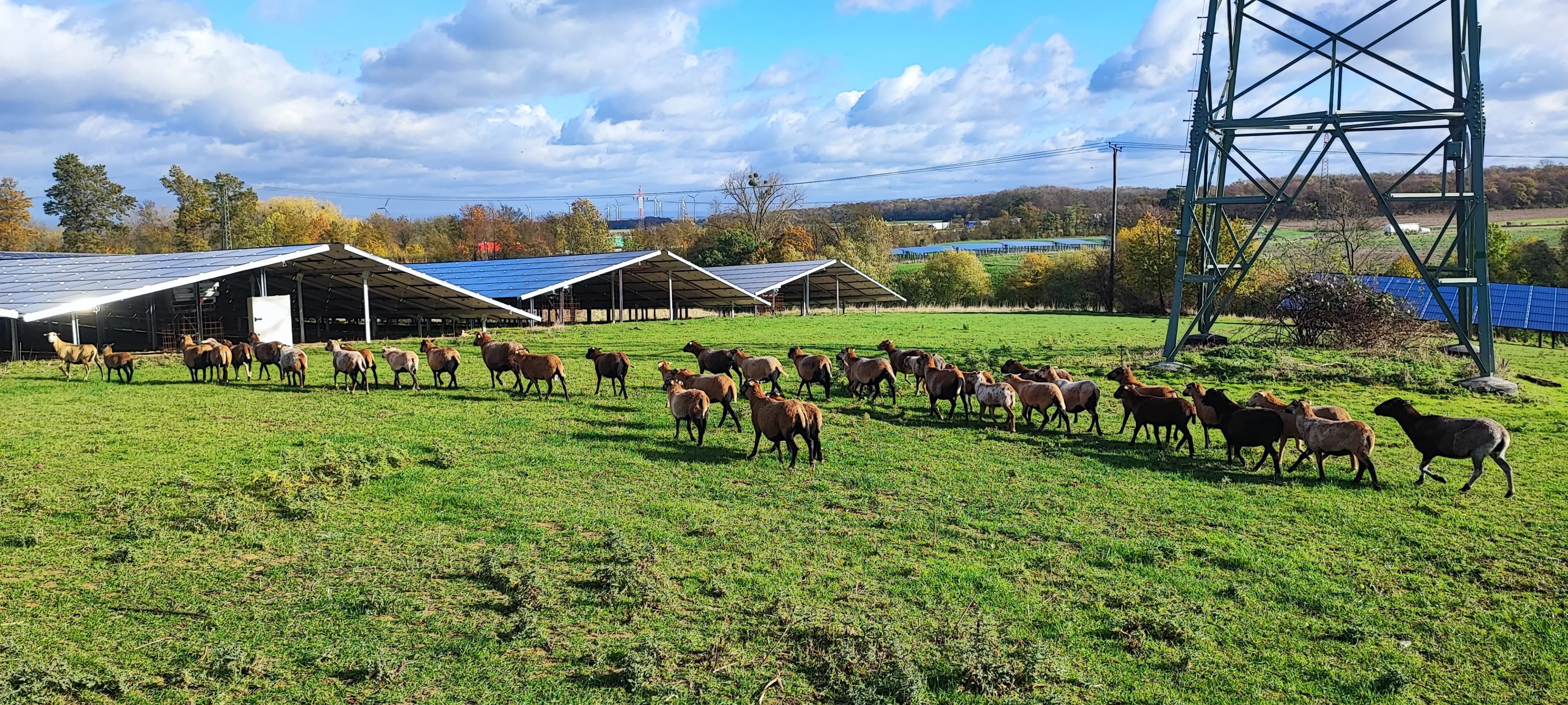 Pflege einer begrünten PV-Freiflächenanlage
